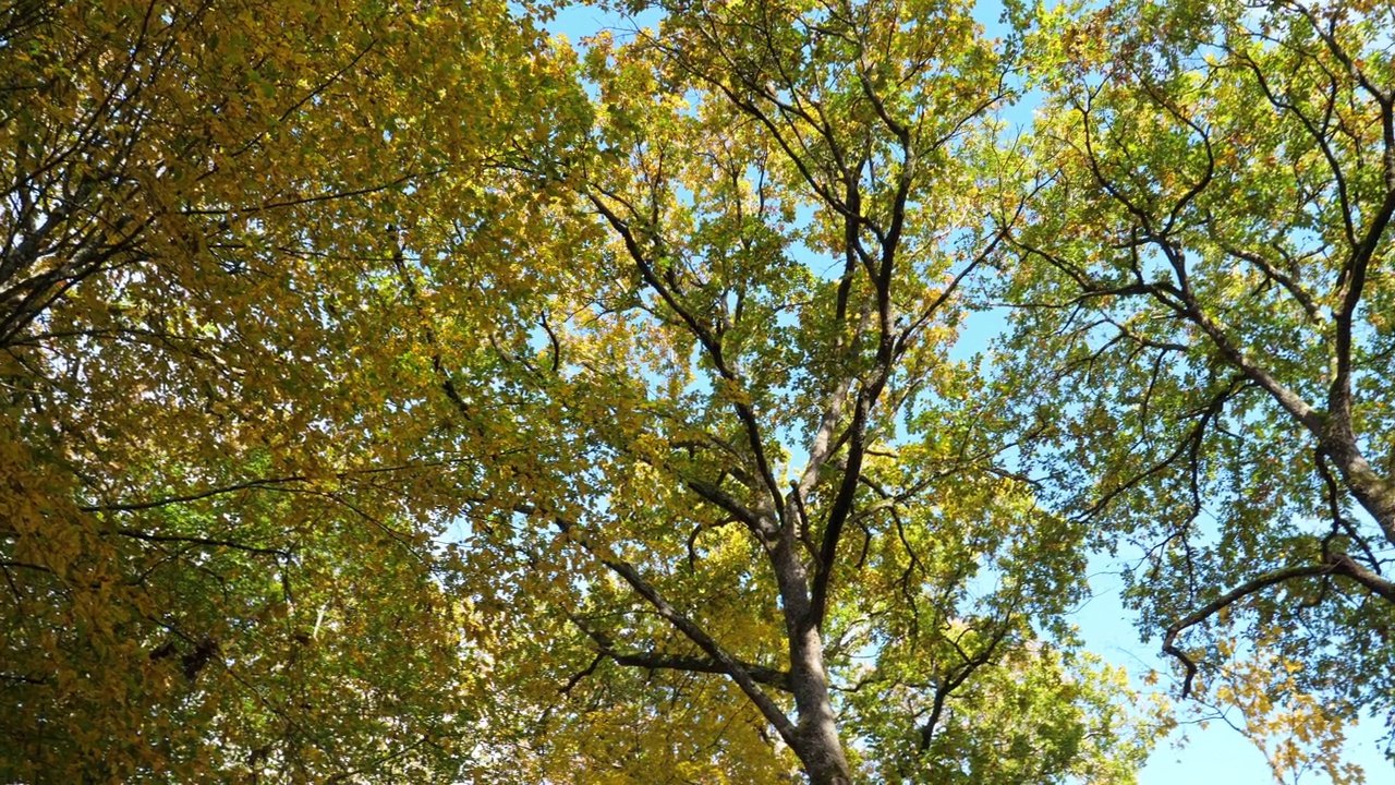 在秋天的季节，法国洛瓦雷，橡树林与南方栗子视频素材