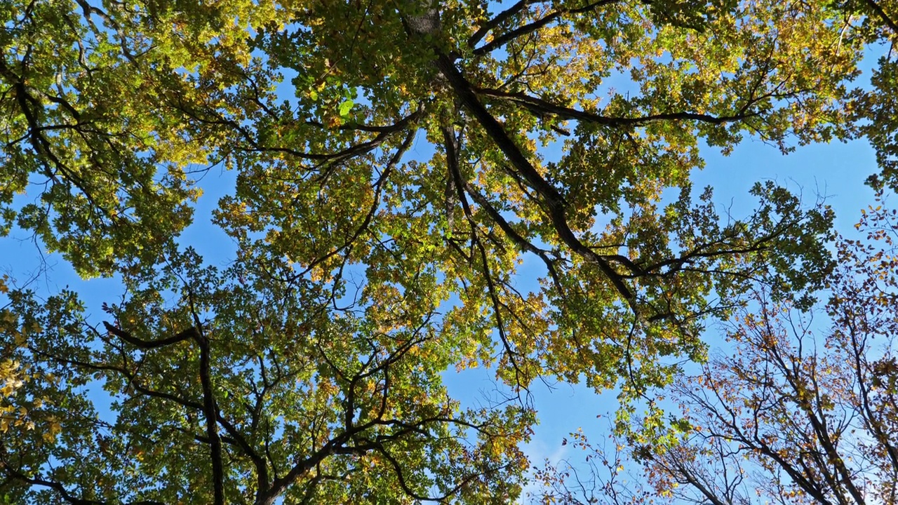 在秋天的季节，法国洛瓦雷，橡树林与南方栗子视频素材