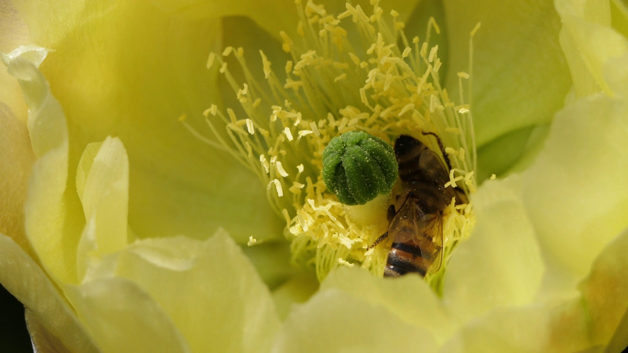 一只正在觅食仙人掌花的蜜蜂。视频素材