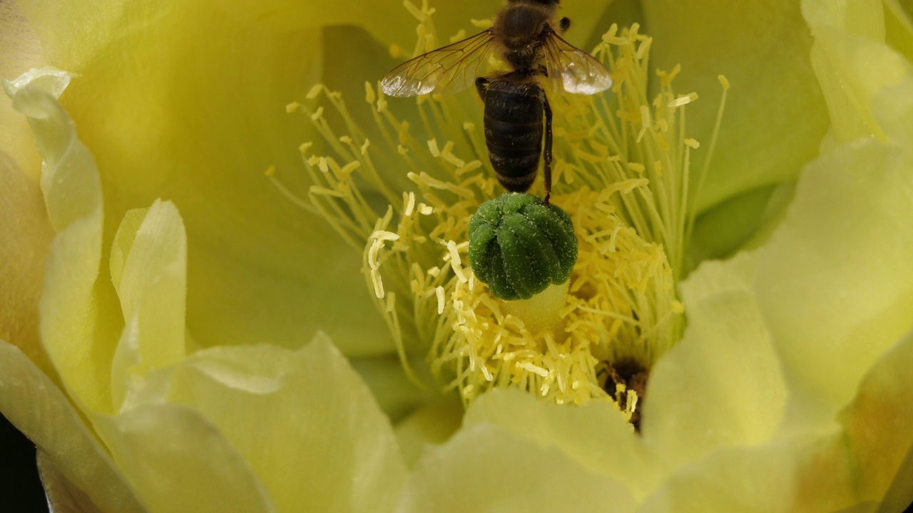 一只正在觅食仙人掌花的蜜蜂。视频素材