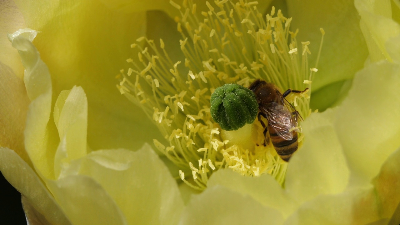 一只正在觅食仙人掌花的蜜蜂。视频下载