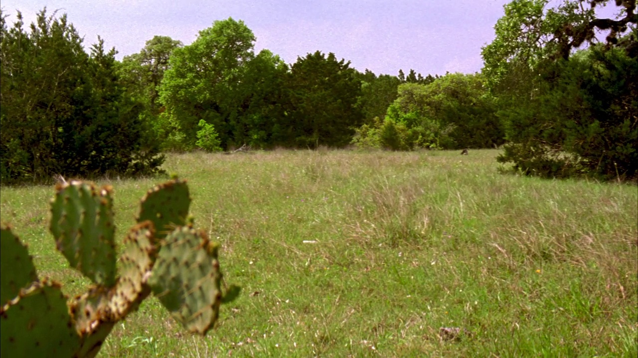 广角牛仔骑马穿越草地。可见仙人掌植物。男子戴西部牛仔帽，穿着牛仔夹克和靴子。风吹灌木丛。视频下载