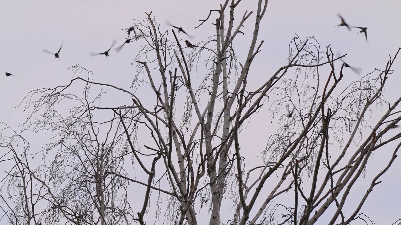 燕子在迁徙，坐在树上视频下载