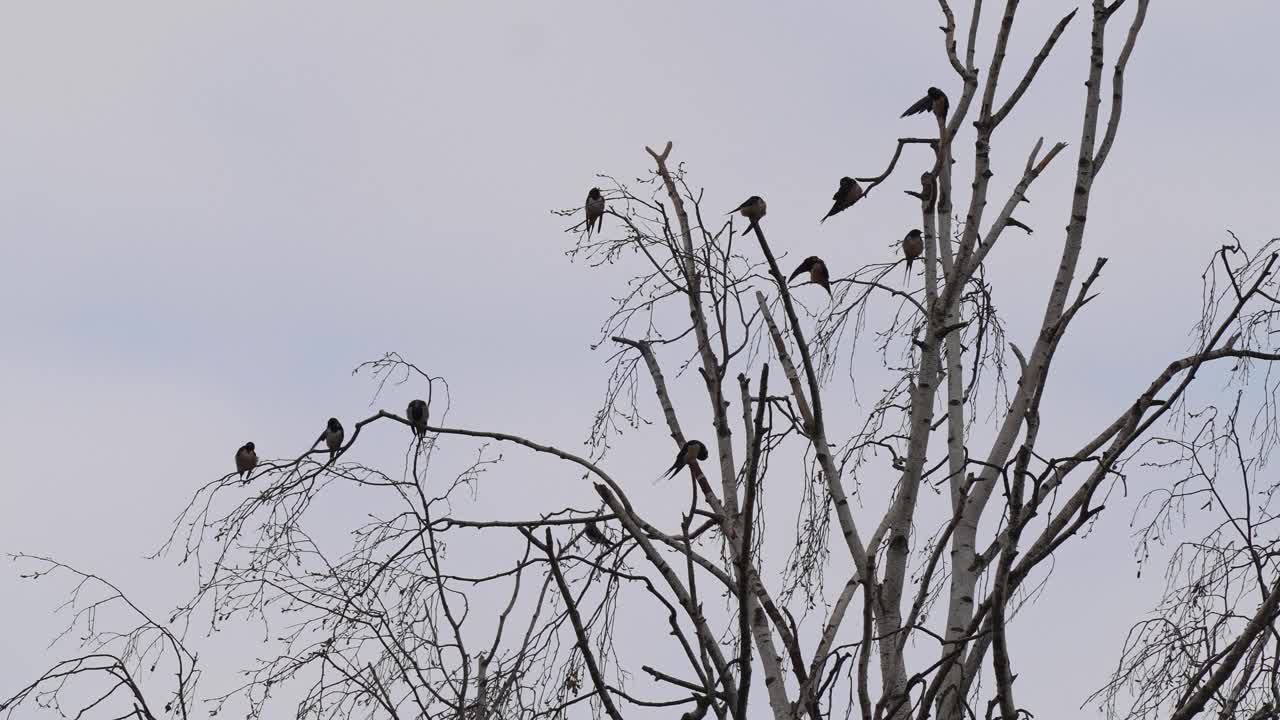 燕子在迁徙，坐在树上视频下载