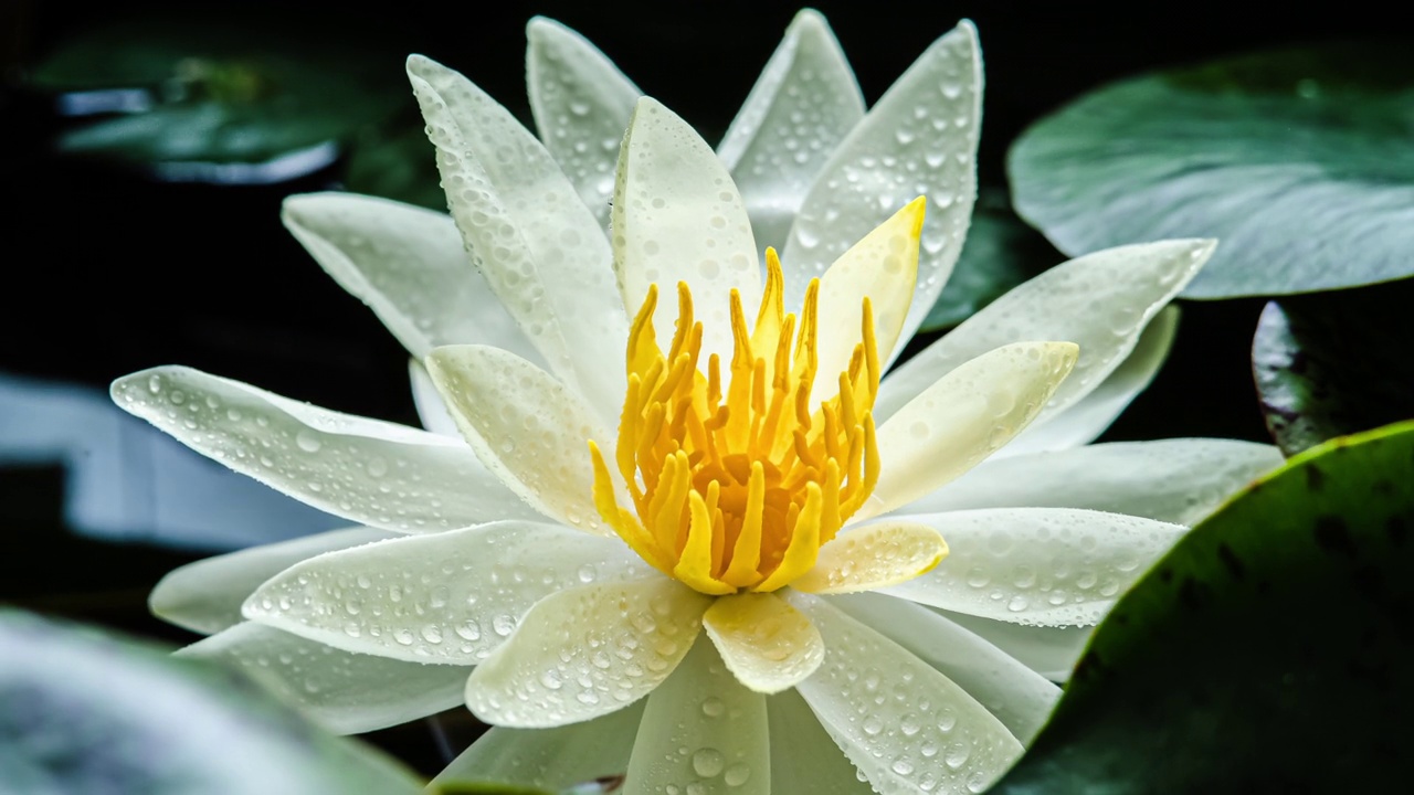 延时镜头黄色睡莲合花。单株美丽的白色睡莲在阳光明媚的日子里盛开在池塘里视频下载