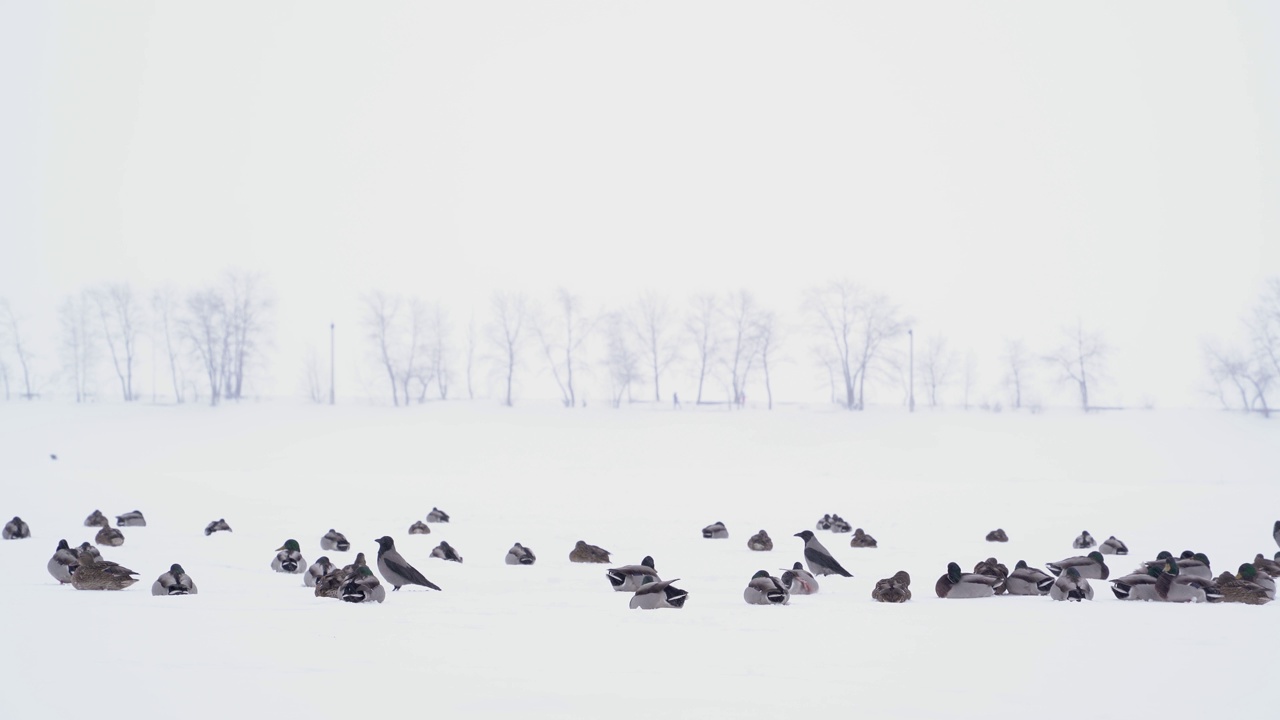 冬天的暴风雪中，一群野鸭在结冰的河上筑巢。视频下载