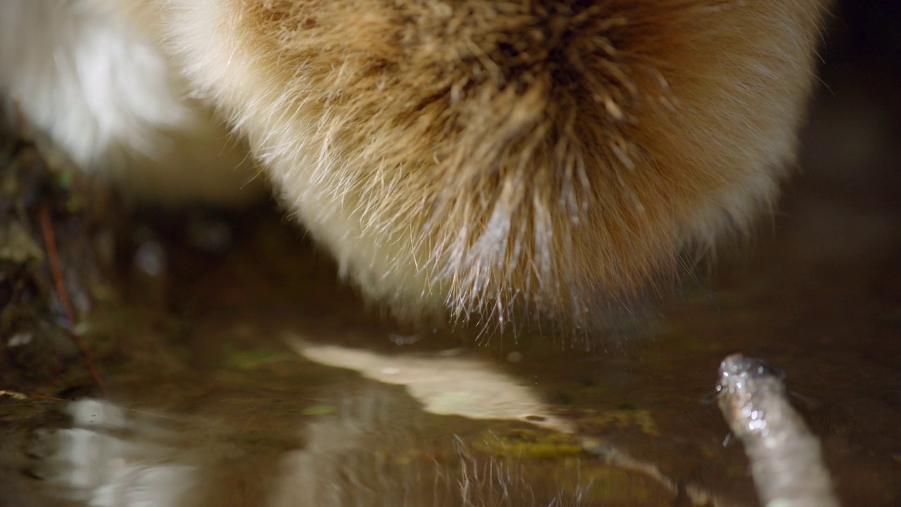 金丝猴在溪中饮水视频素材