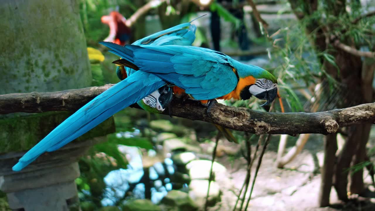 鹦鹉长着黄色和蓝色的羽毛，栖息在绿色的草地上视频素材