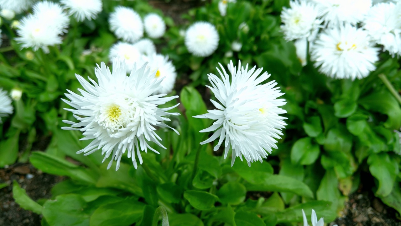 美丽的白色花朵盛开在春天的公园视频下载