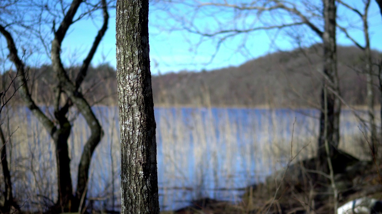 瑞典的自然。前景是一棵树，背景是森林湖。视频素材