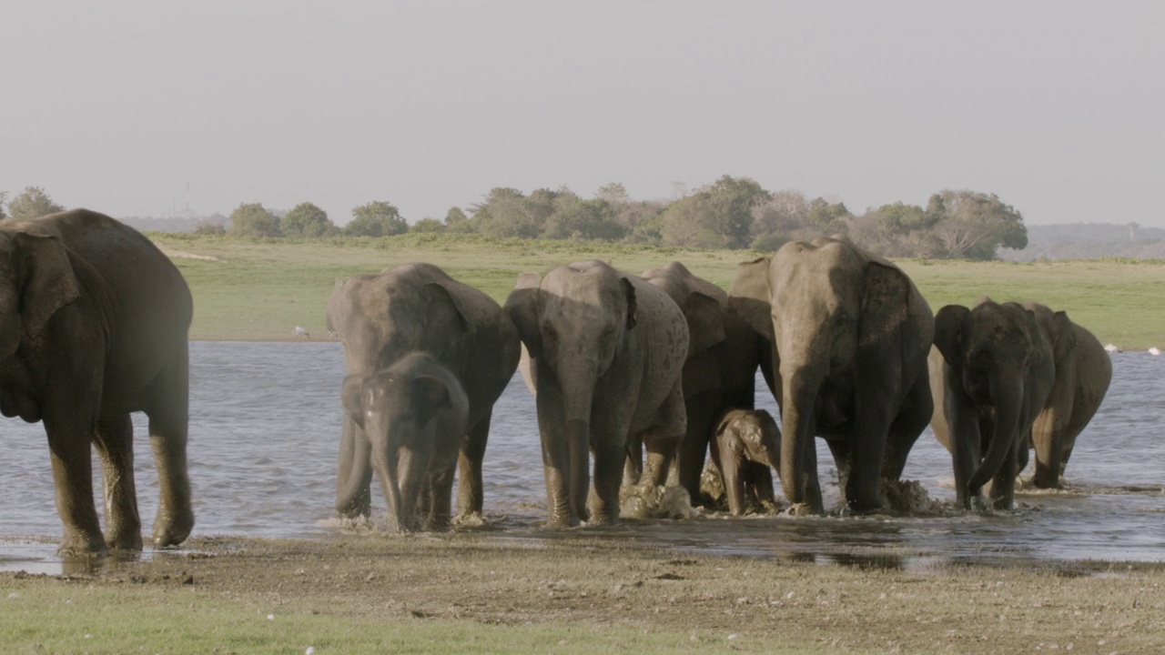 斯里兰卡，一群大象离开了水源。视频下载