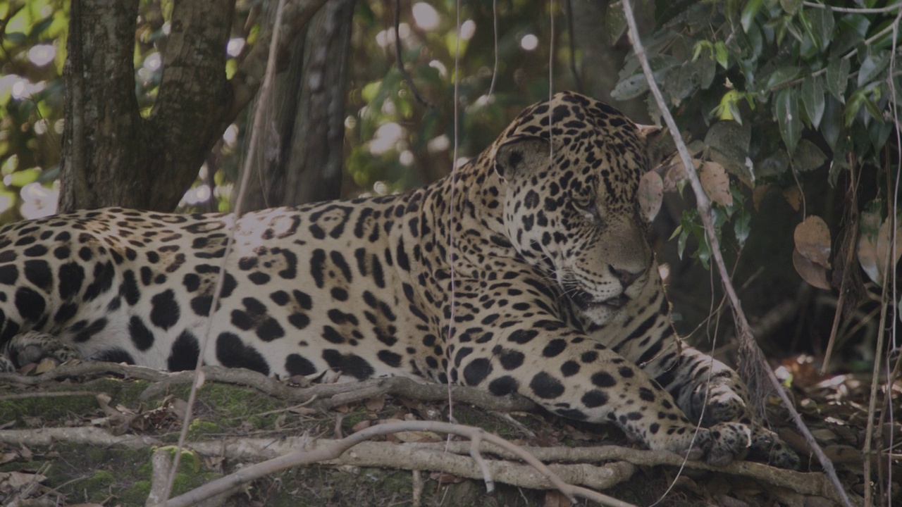 巴西，美洲虎坐在树下。视频下载