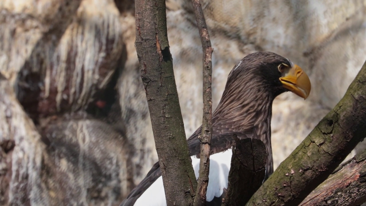 这是一只美丽的猛禽——鹰的特写镜头视频素材