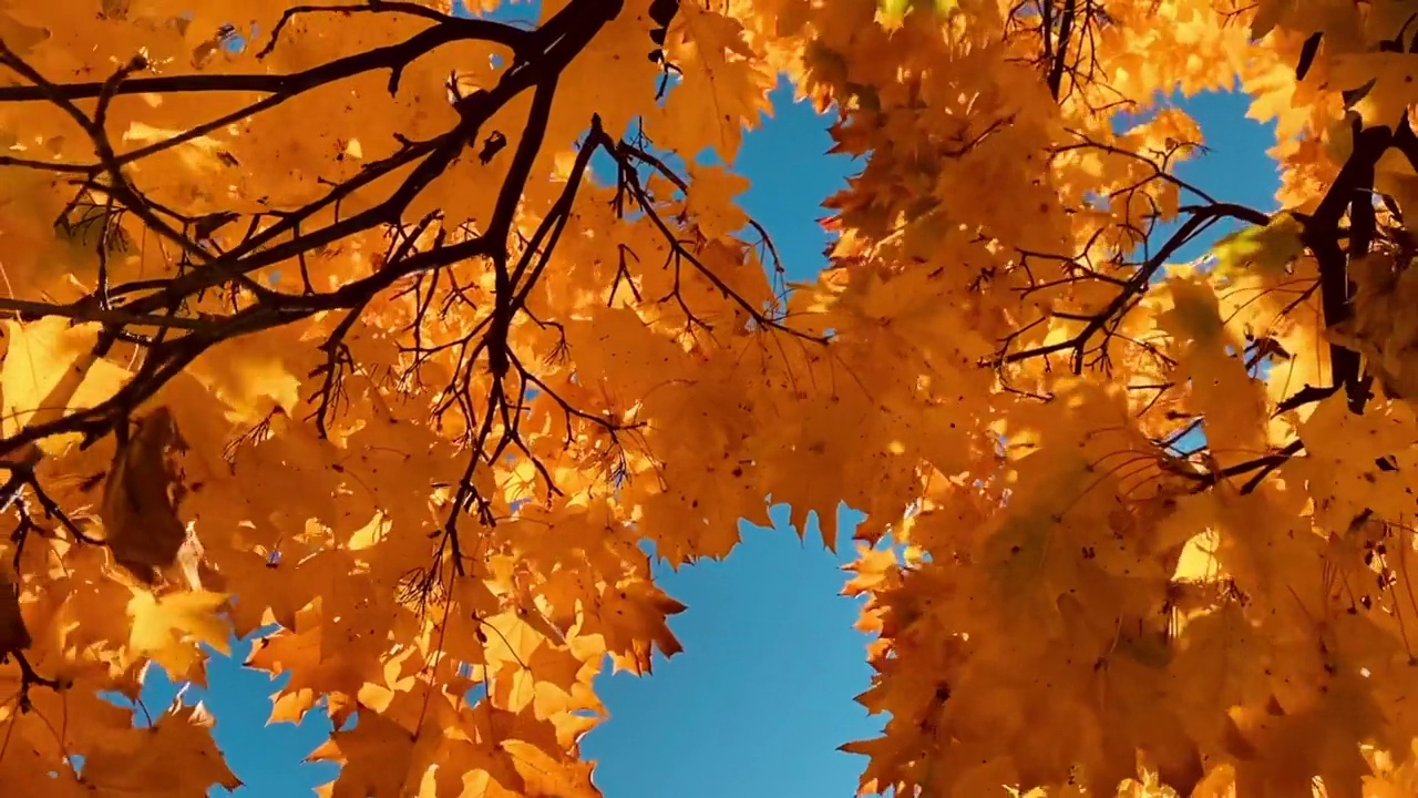 秋叶随风飘散视频素材