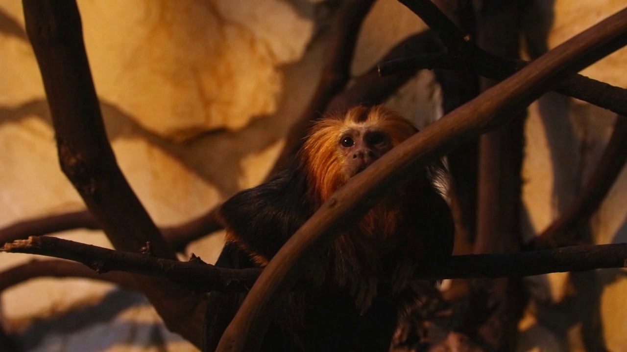 一只可爱的小猴子正坐在树上。视频素材