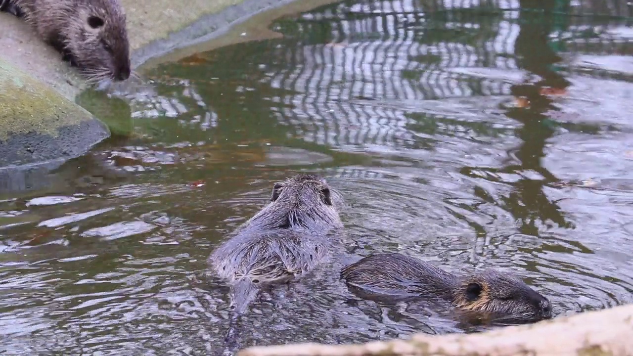 海狸鼠在水里游泳。野生动物。海狸鼠过着半水生的生活视频素材