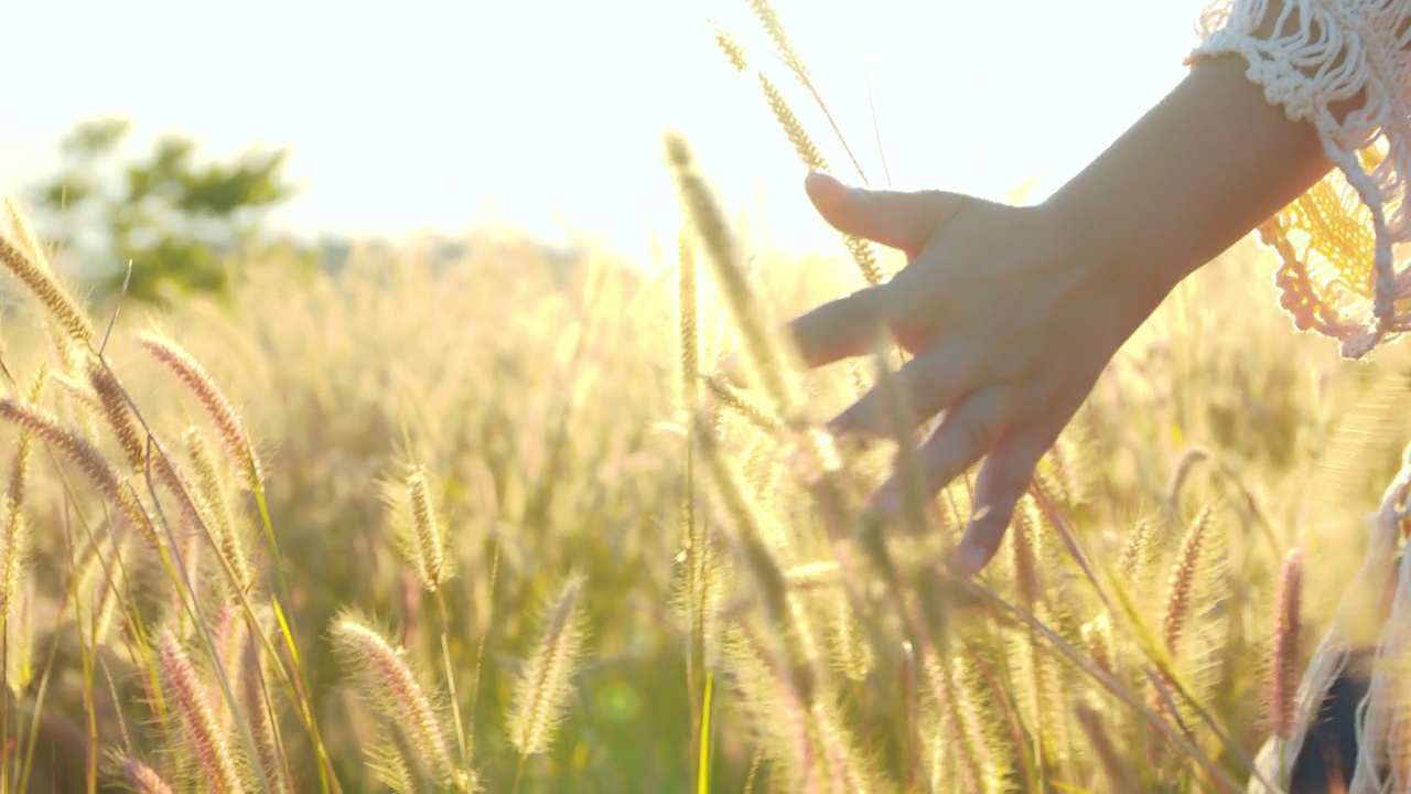 近距离拍摄夕阳下，女人的手触摸草地的顶端视频素材