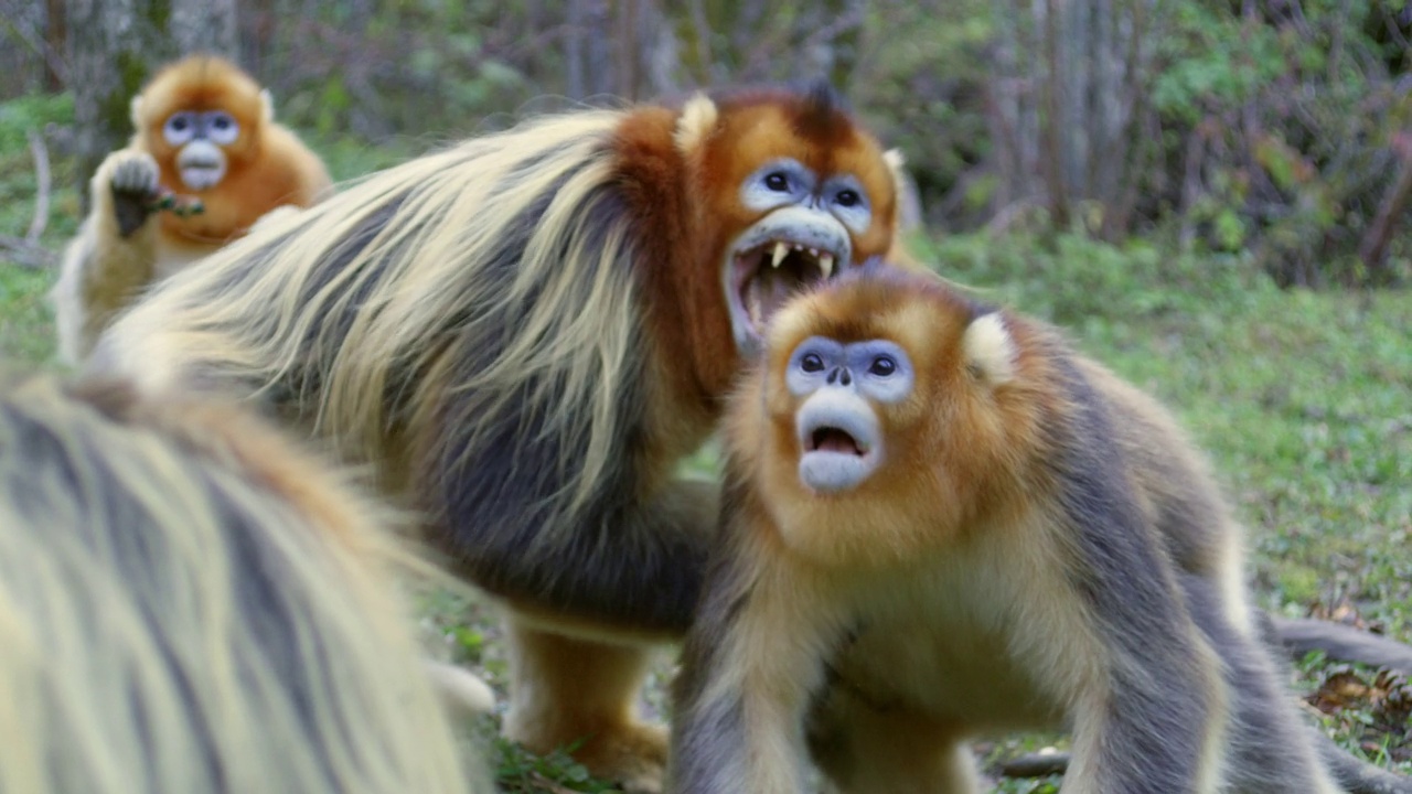 金翘鼻子猴正在争吵视频下载