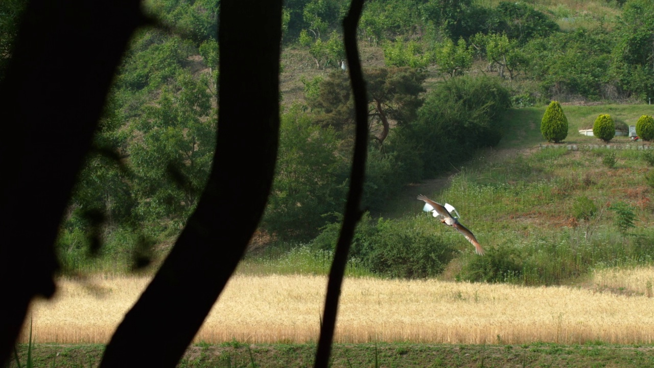在庆尚南道昌宁郡牛浦湿地上空飞行的朱鹭视频下载