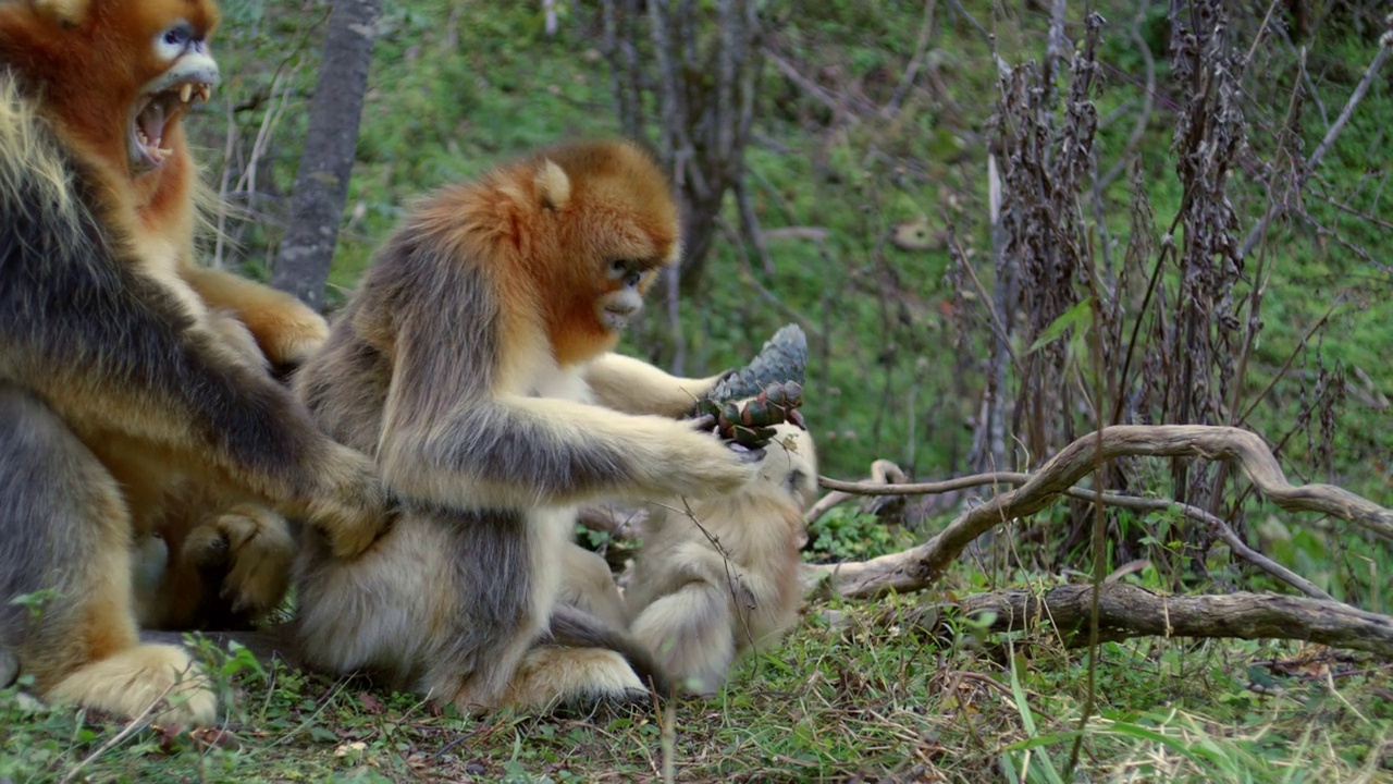 雄性金丝猴保护家庭视频下载