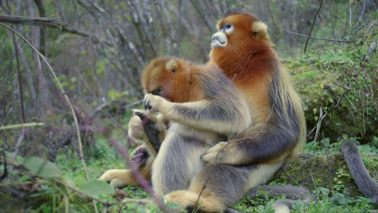 金丝猴在森林里互相梳理毛发视频素材