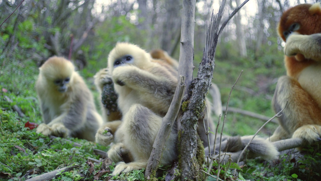 金丝猴在森林里吃东西视频素材