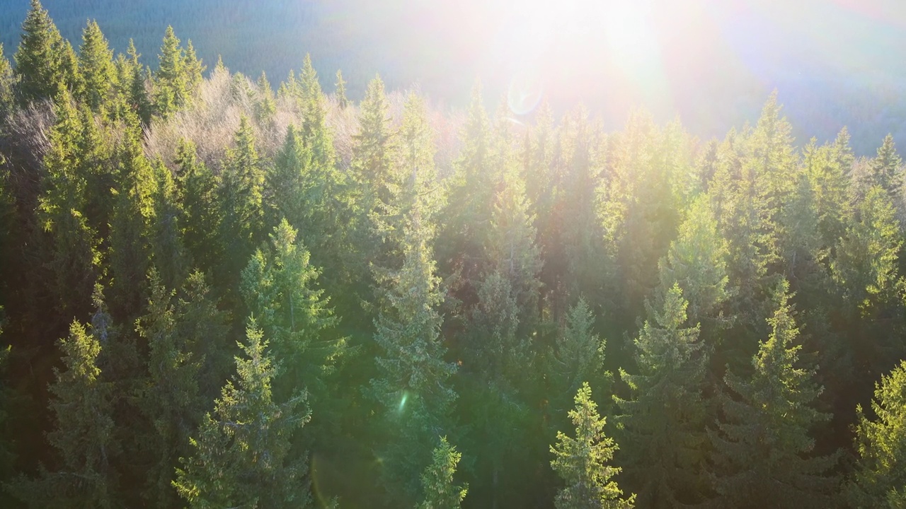 鸟瞰图明亮的阳光照亮光束雾黑暗的森林与松树在秋天日出。雾蒙蒙的黎明，令人惊叹的野生森林。环境与自然保护理念视频下载