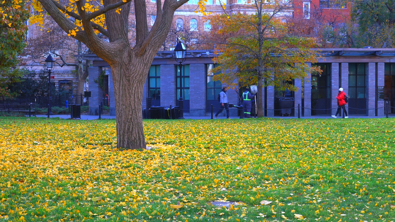 秋色银杏叶覆盖了纽约华盛顿广场公园的草坪视频下载