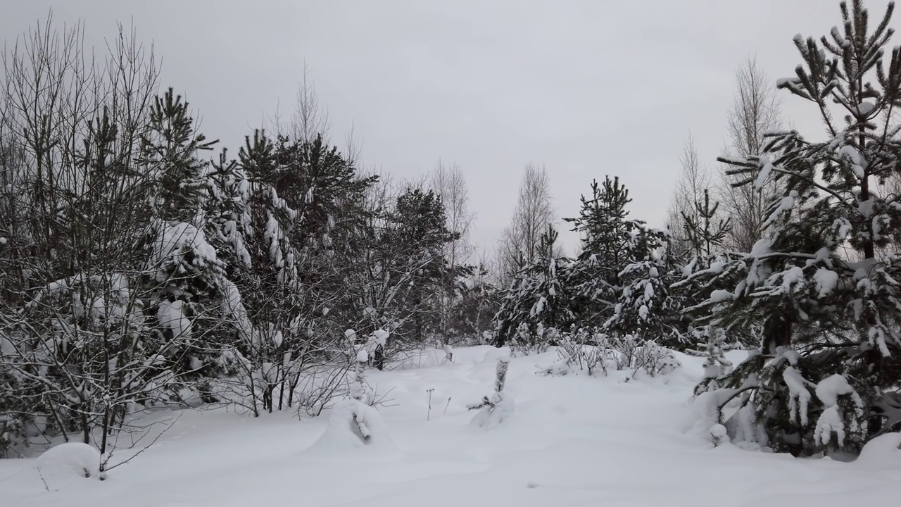 白桦林在阳光明媚的冬日视频下载