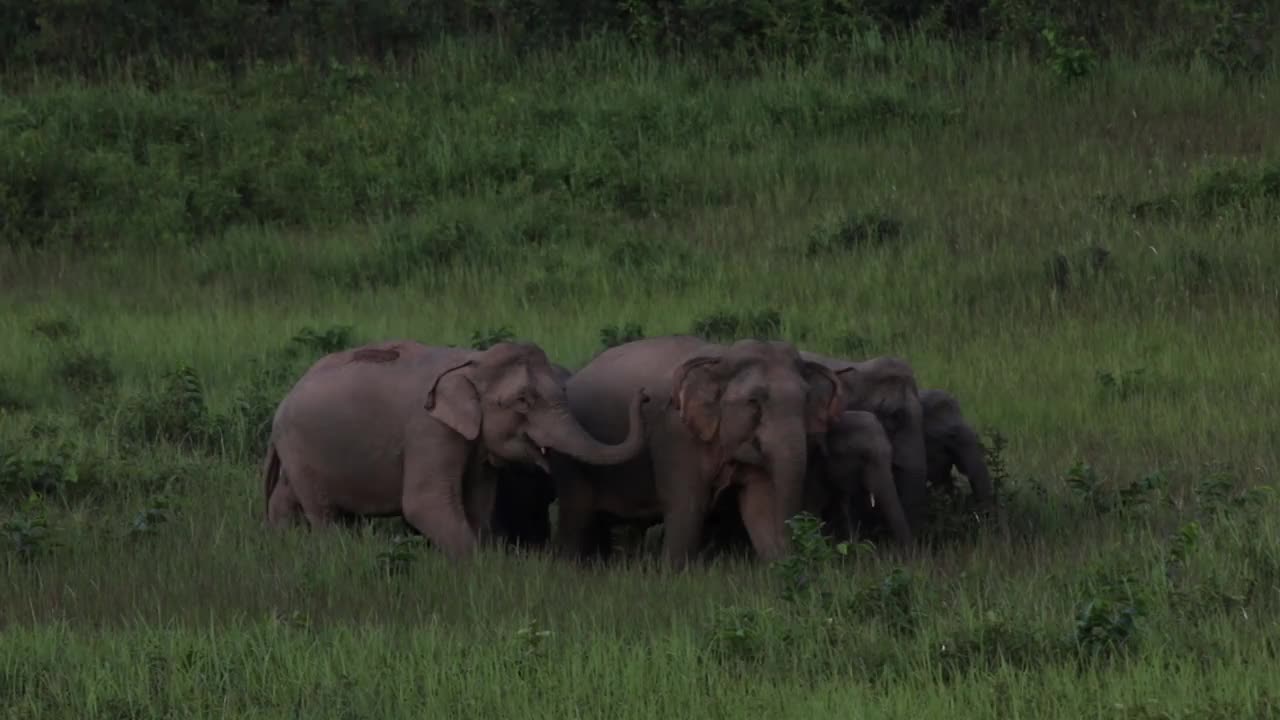一群在野外吃着青草的亚洲象视频素材