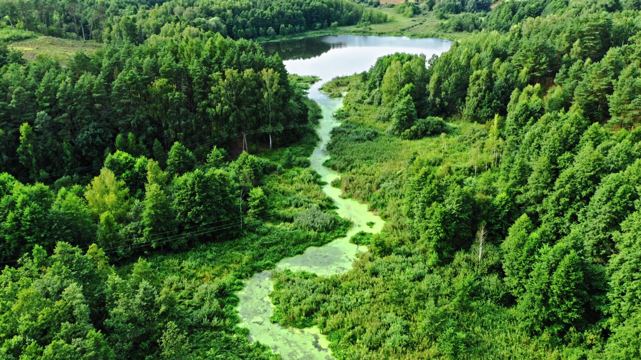 鸟瞰大自然。夏天的河流和盛开的藻类。视频下载
