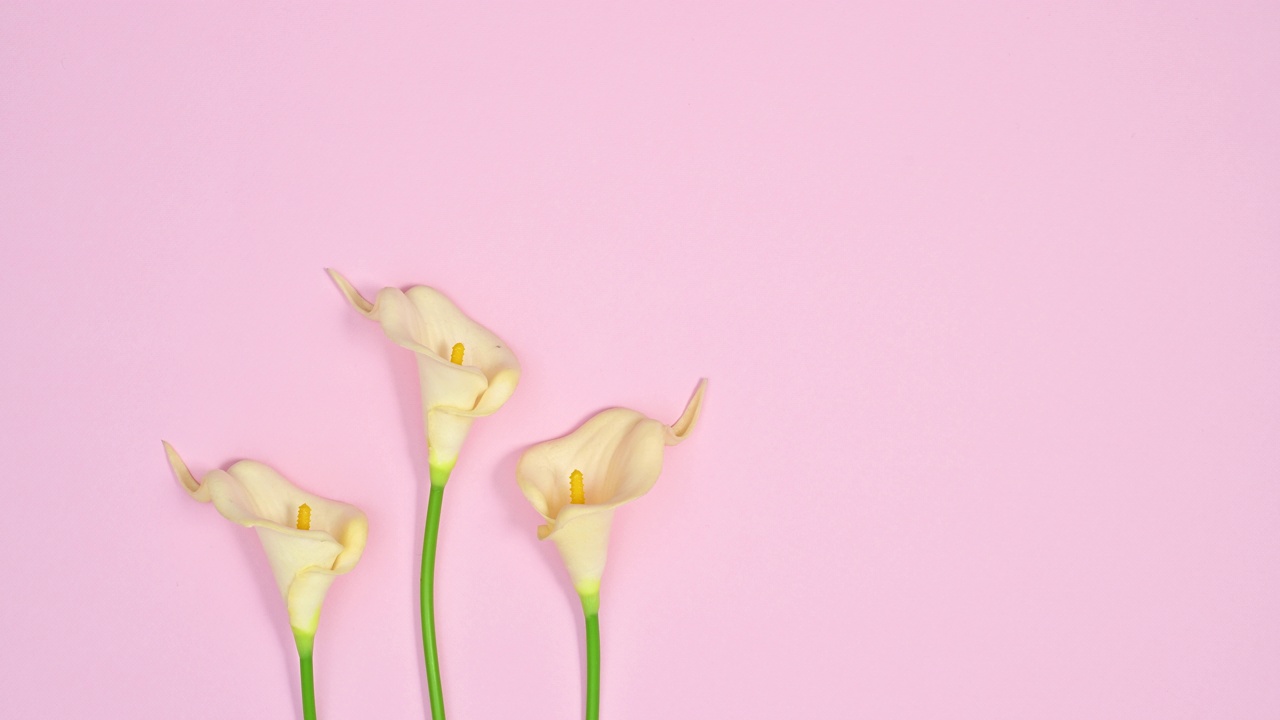 三个春天最小的百合花出现在柔和的粉红色主题。停止运动视频素材