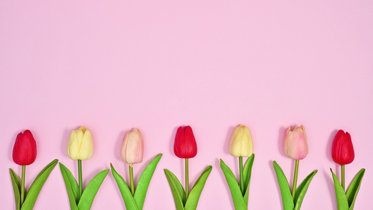 春天的郁金香花在柔和的粉红色主题上上下移动。停止运动视频素材