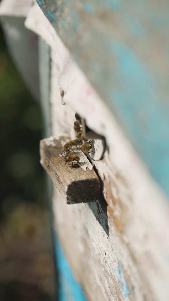 蜜蜂飞进蜂巢，特写镜头。蜜蜂在采集花粉后，飞进蜂巢的洞里。垂直视频视频素材
