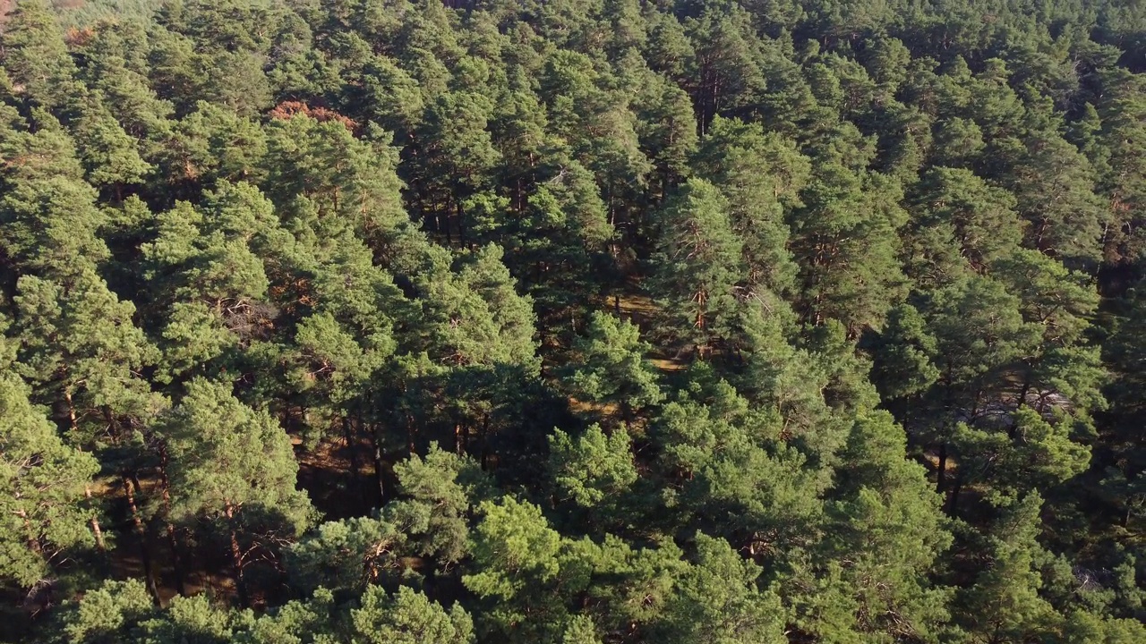 绿色森林的俯视图，林地的空中拍摄。无人机飞过松树和绿色的树梢。缩小和旋转彩色纹理的自然。飞越森林，自然背景的运动。4 k视频素材