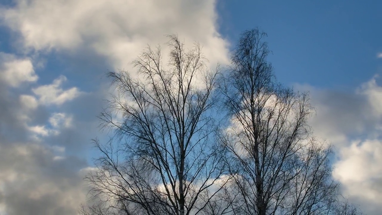 在强风中光秃秃的桦树视频素材