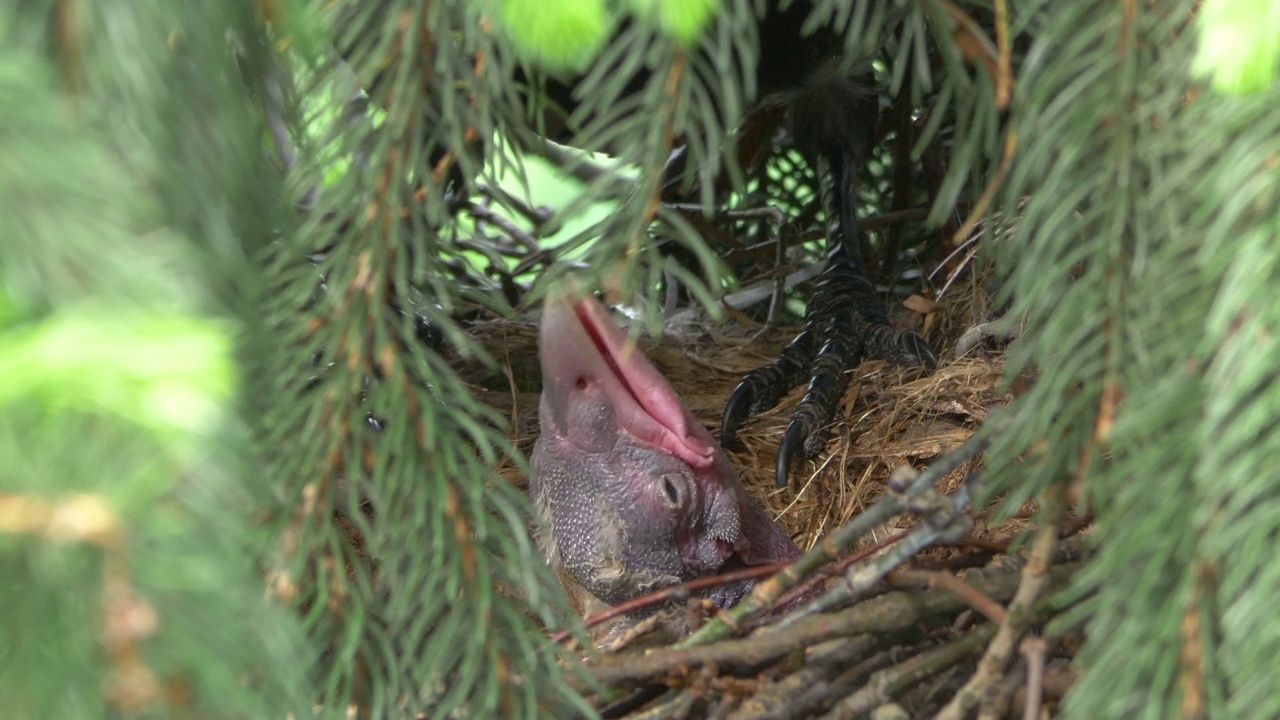 成年乌鸦在树上喂幼乌鸦，画面为4k慢镜头，每秒60帧视频下载