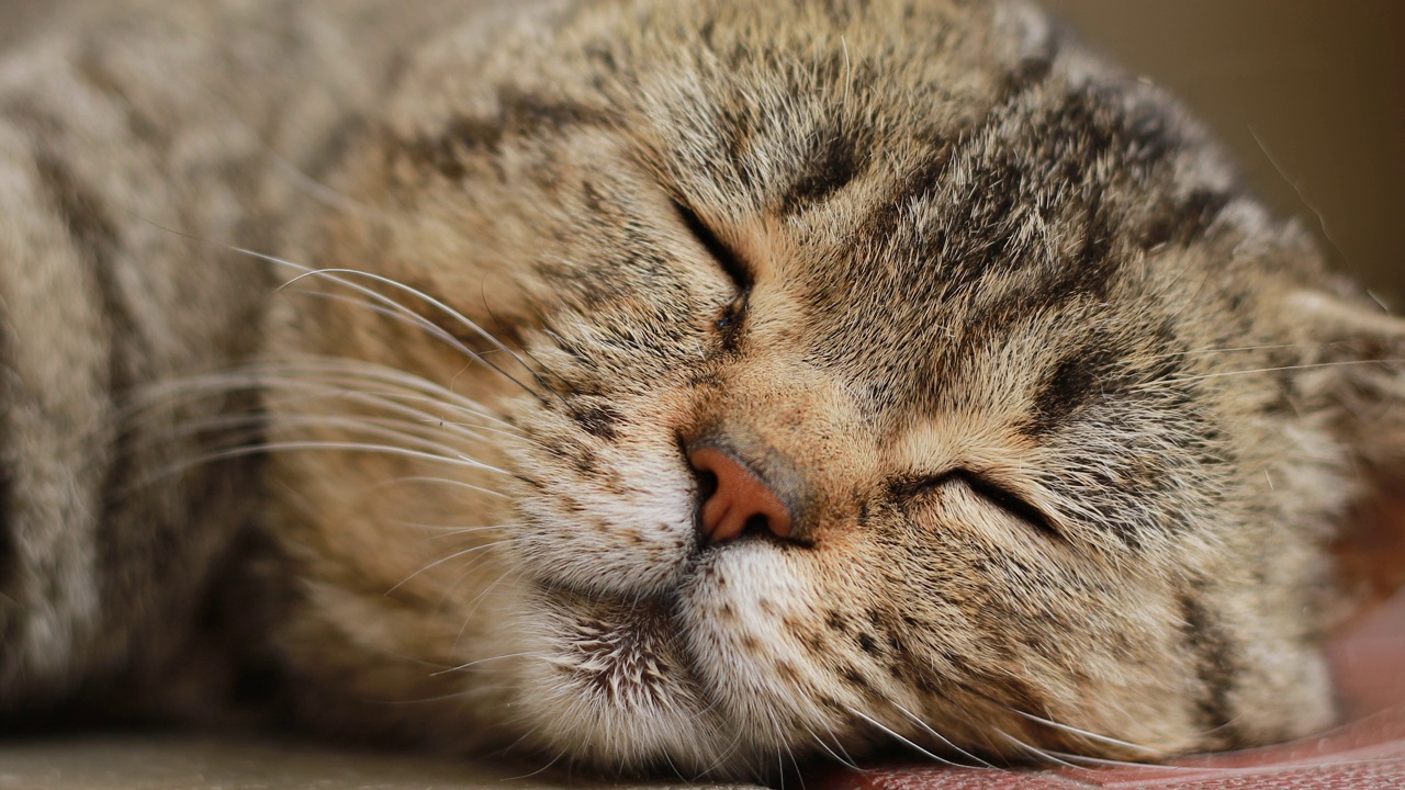 英国虎斑猫的特写肖像，四处张望。英国纯种猫休息，闭上眼睛，睁开眼睛。绿色的大眼睛，头，鼻子，耳朵，胡子动物。关闭了。有趣的宠物。4 k视频下载