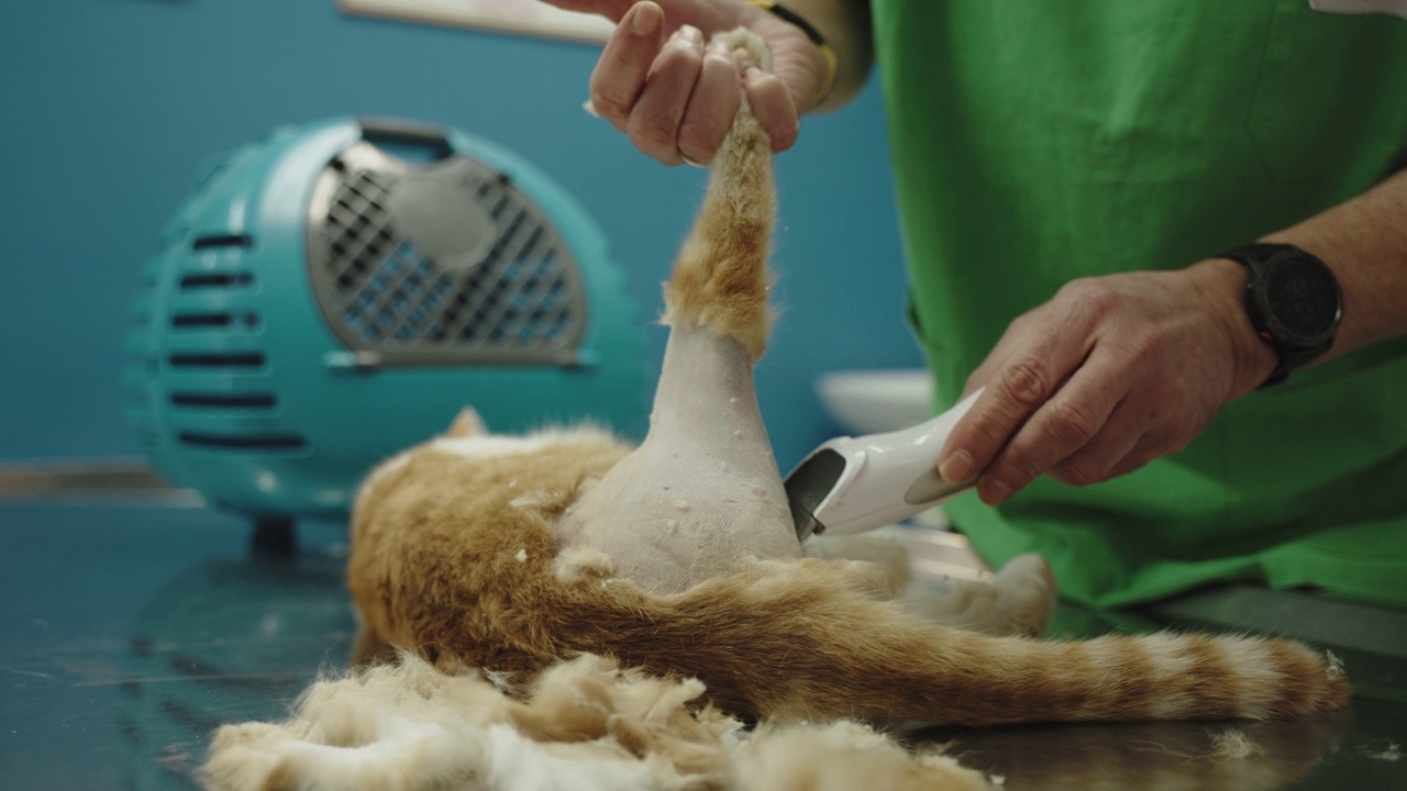 不知名的白人兽医剃猫腿的b卷，为手术做准备视频下载