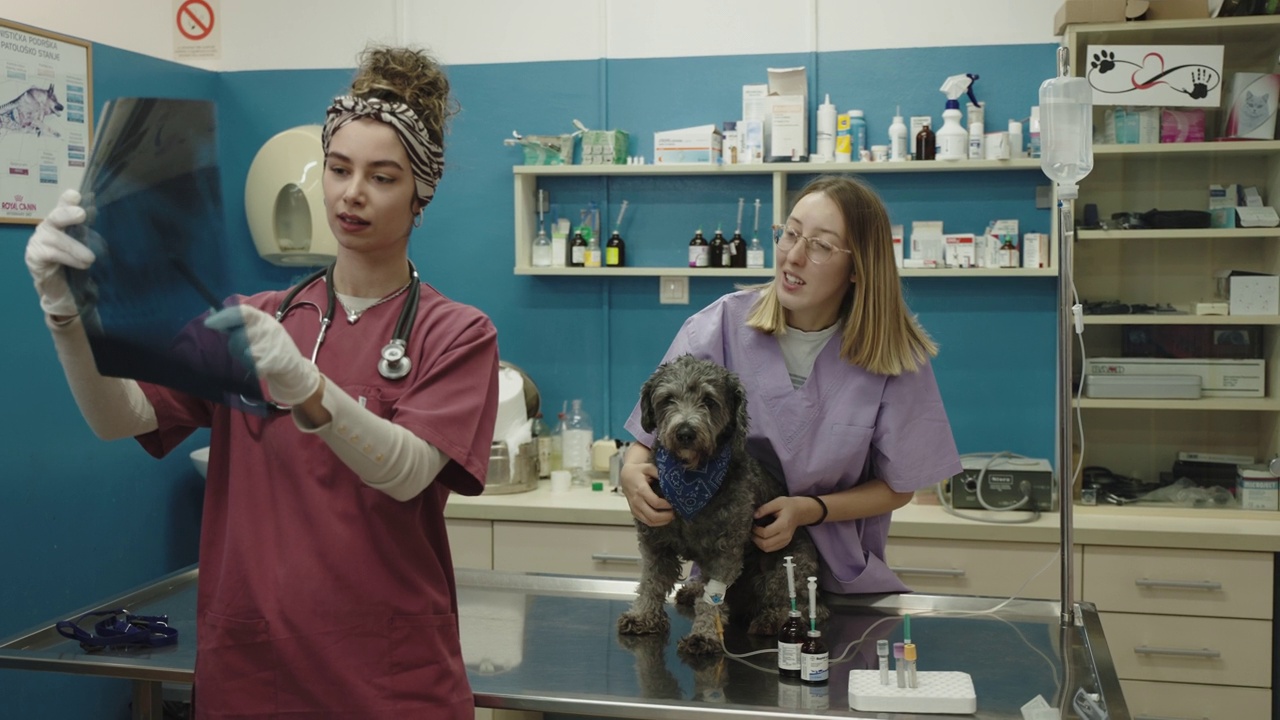 女兽医观察x光图像，同时她的助理照顾狗视频下载