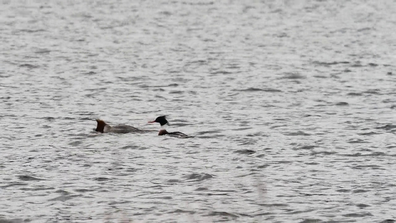 英国湖区温德米尔湖，一只雄性红胸秋沙鸭和一只雌性鹅在一起。视频素材