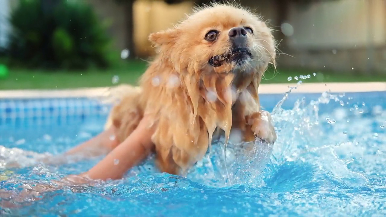 波美拉尼亚斯皮茨犬在游泳池里游泳。炎热的天气视频素材