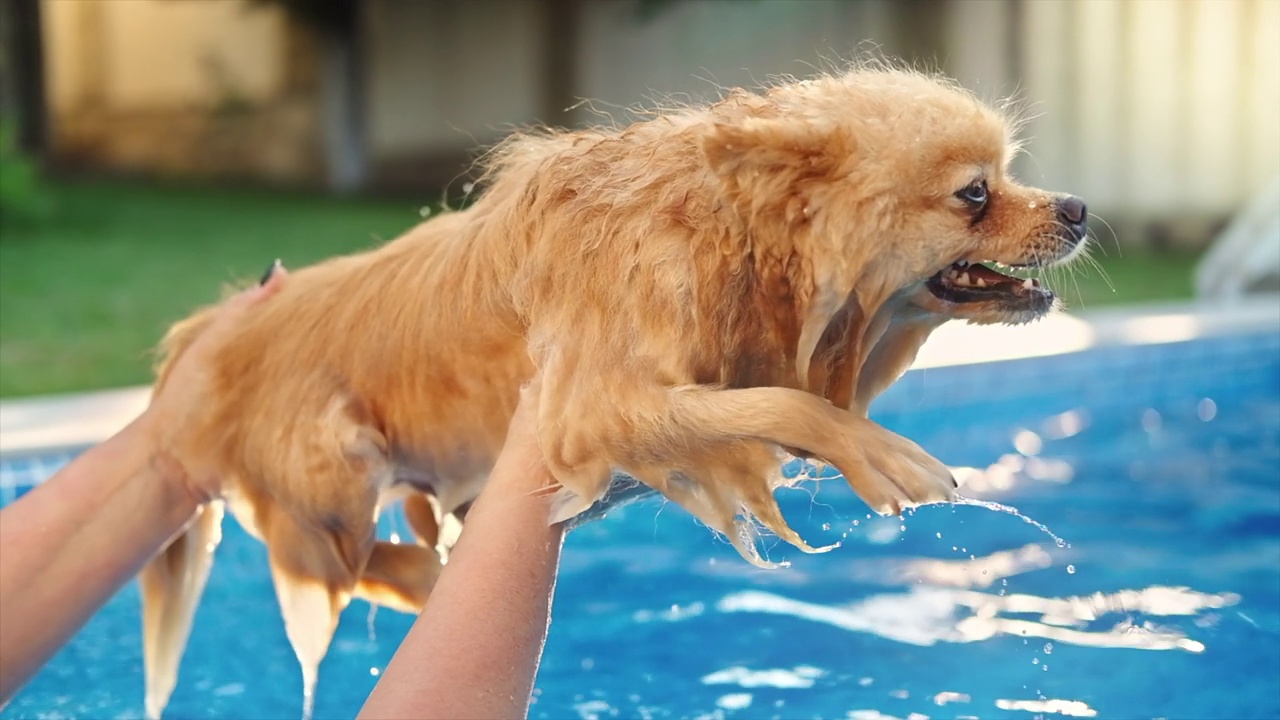 波美拉尼亚斯皮茨犬在游泳池里游泳。炎热的天气视频素材