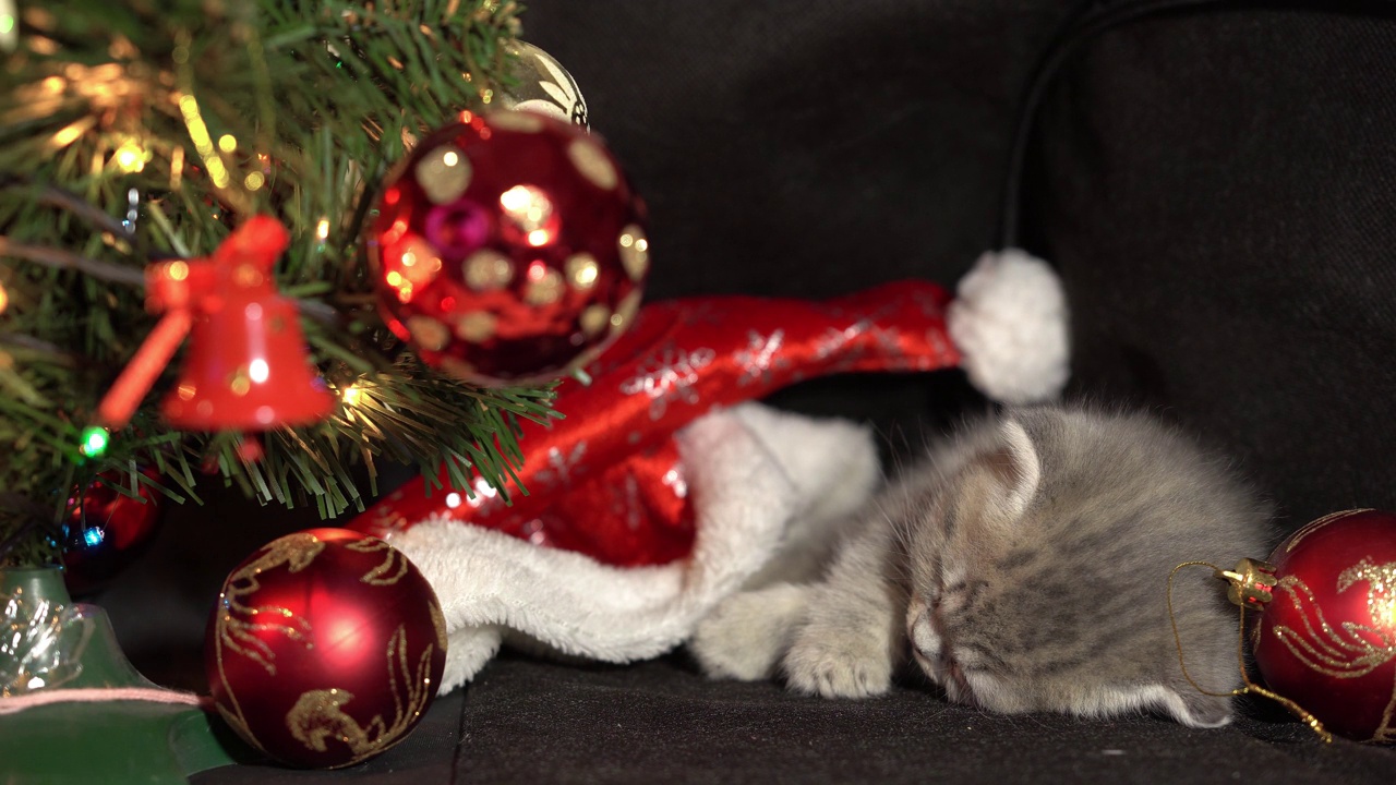 有趣的灰色小折苏格兰小猫小猫睡在黑色的背景上，圣诞装饰的背景上有一个圣诞球。视频下载