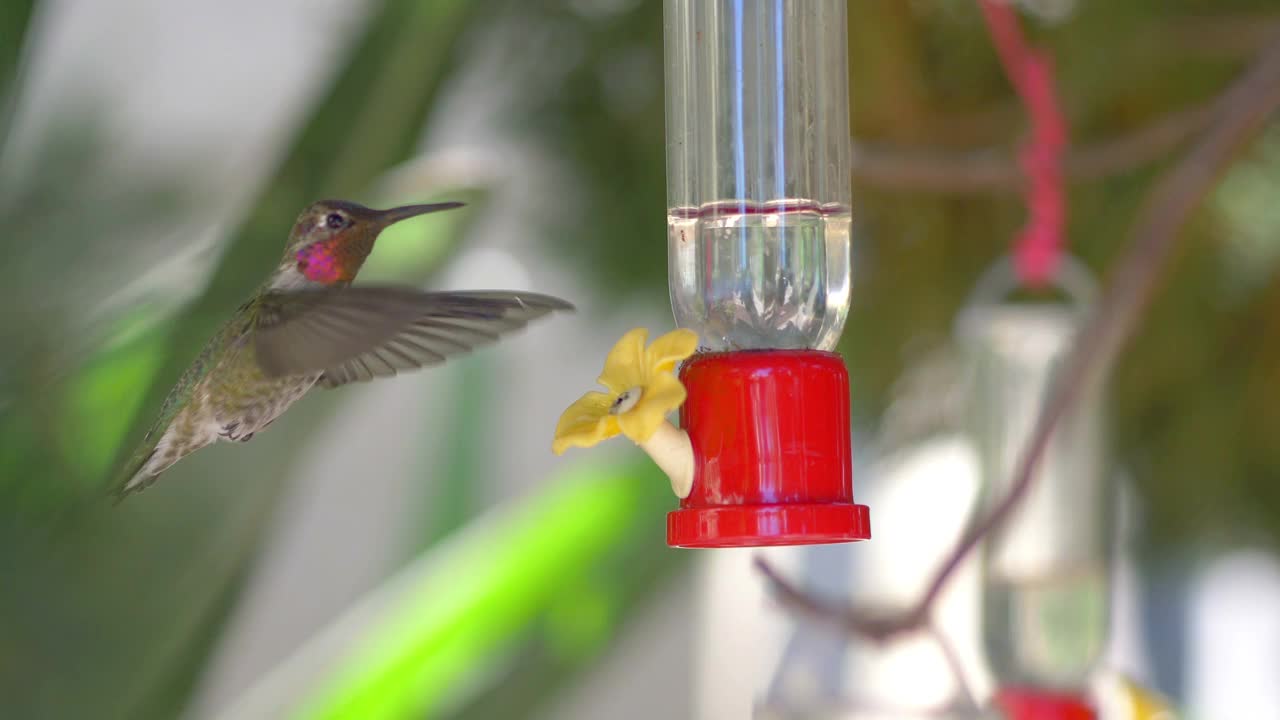 蜂鸟从喂鸟器里喝水4k慢镜头60帧每秒视频下载