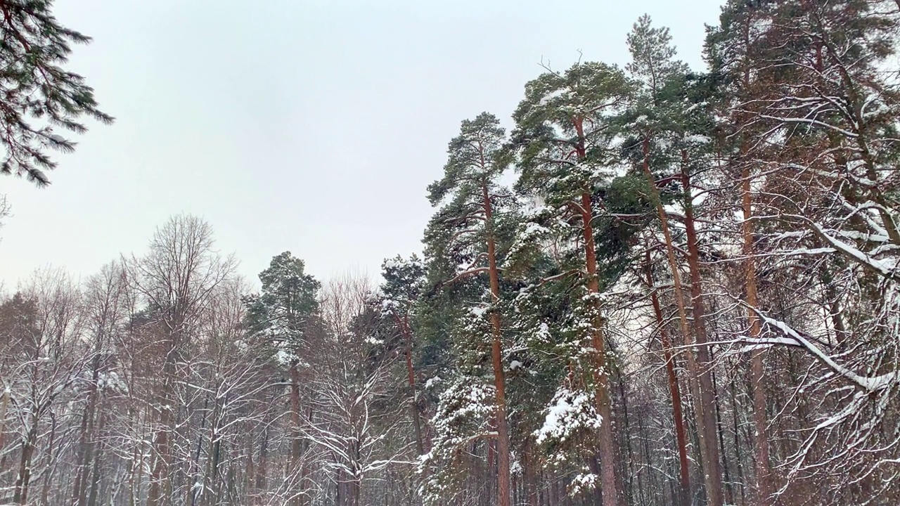 冬季松树林视频素材