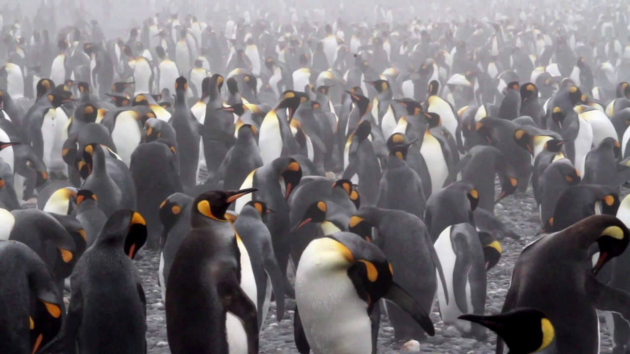 南极洲海滩上国王企鹅的栖息地视频下载