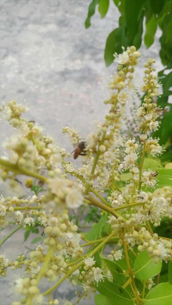 蜜蜂和蜂房传粉的桂圆视频素材