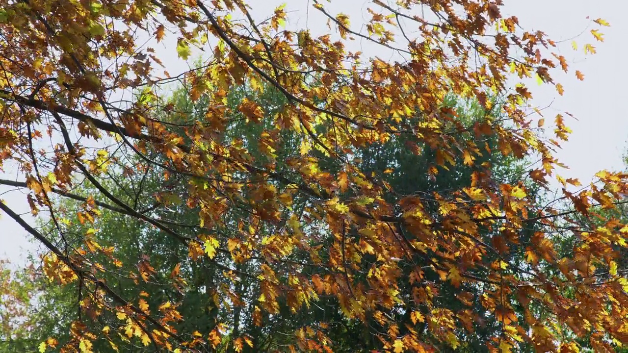 阳光照射下的树梢阳光照射过棕黄的树叶视频素材