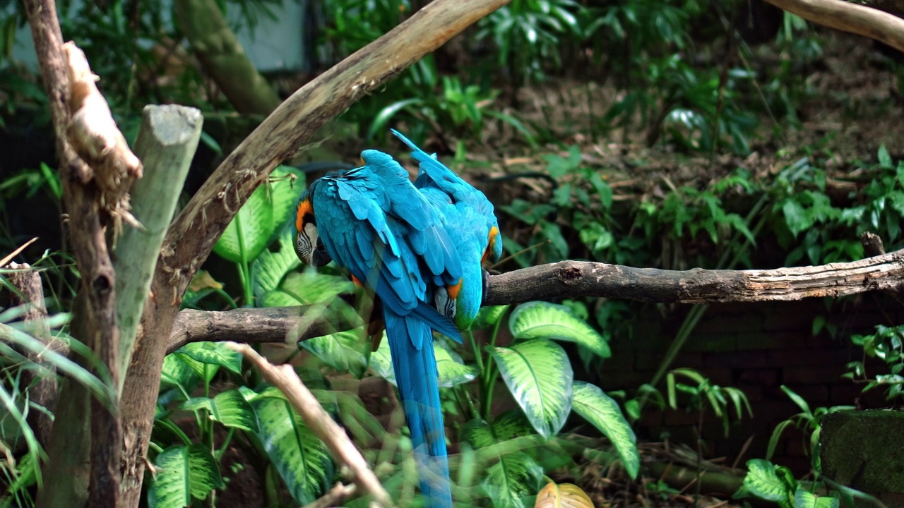 鹦鹉长着黄色和蓝色的羽毛，栖息在绿色的草地上视频素材